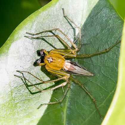 Lynx Spider (Oxyopes papuanus) (Oxyopes papuanus)